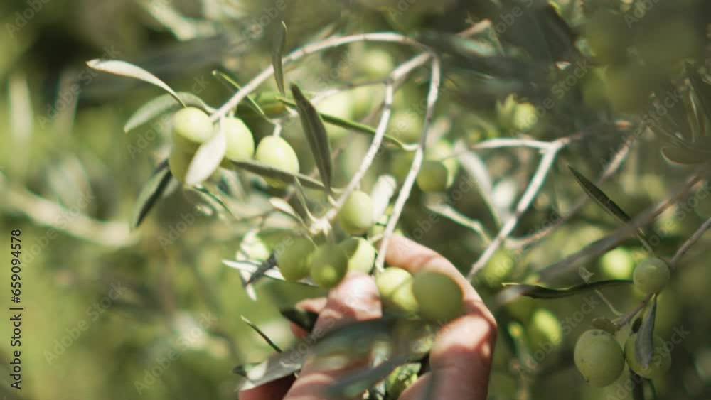 cueillette des olives pour du ramassage et la fabrication au moulin d'huile d'olive grâce aux oliviers de Provence 