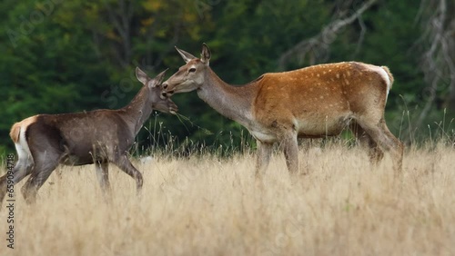 Red deer hind eating grass with her fawn. Deer doe with her cub grazing on a meadow filed in autumn season. 