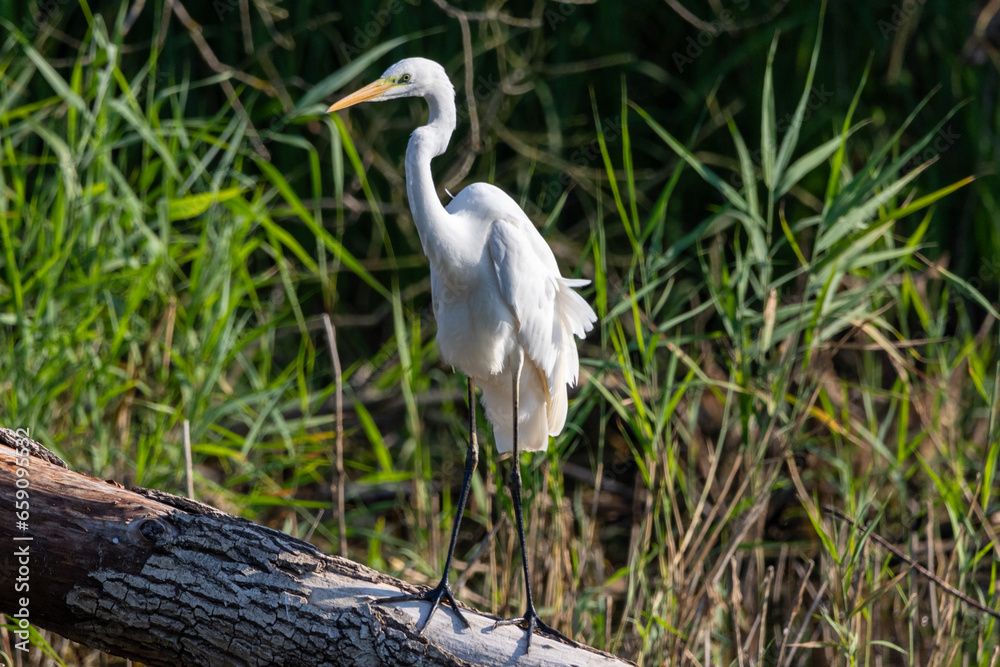 Great egret (Ardea alba) or the common egret Great egret (Ardea alba) or the common egret