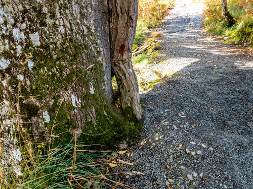 Fototapeta Naklejka Na Ścianę i Meble -  Green oak tree in County Donegal - Ireland