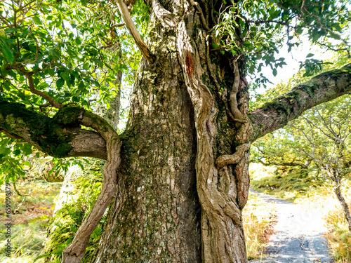 Green oak tree in County Donegal - Ireland