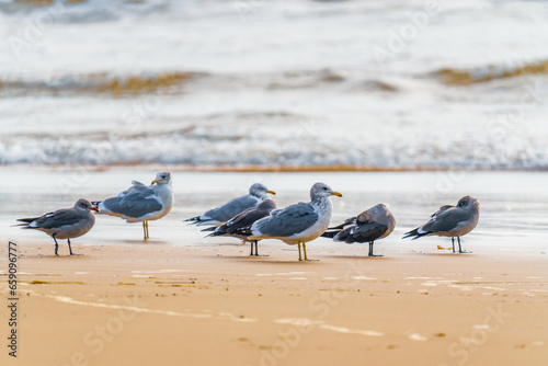Flock of seagulls on the beach at sunset, beautiful ocean waves in the background, California coastline