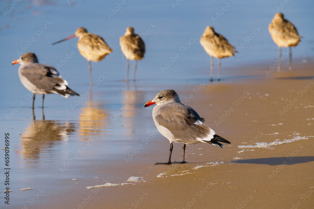 Fototapeta premium Seagull on the beach at sunset, blue ocean background