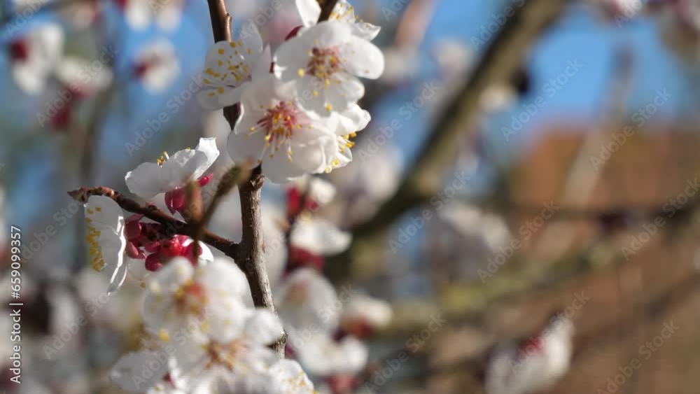 Cherry blossom tree during spring in europe Cherry blossom tree during spring in europe
