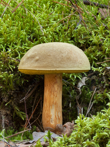 Xerocomus subtomentosus mushroom in natural forest. Poland, Europe. photo