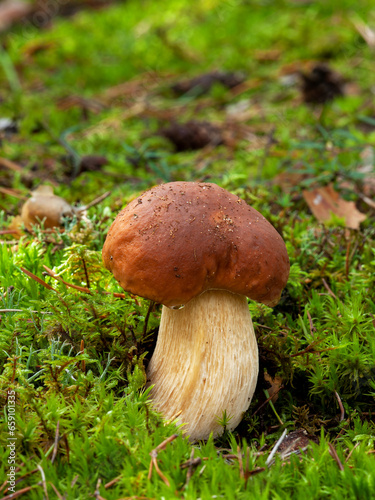 Penny bun mushroom (Boletus edulis) growing in moss. Edible wild fungi. Poland, Europe.