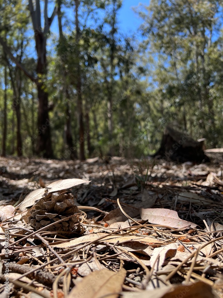 a pile of firewood, Parque natural uruguayo con árboles, pinos y eucaliptos