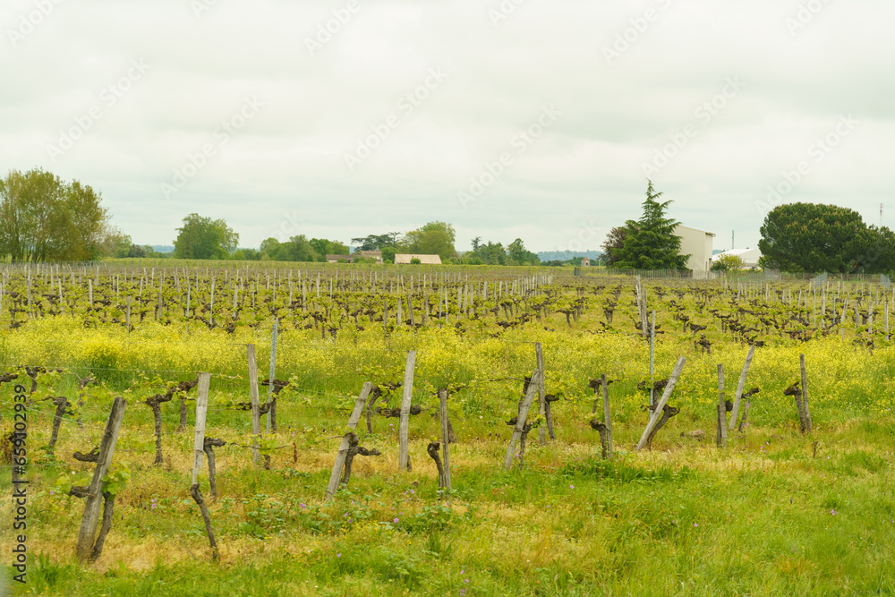 Vineyards in the province of Aquitaine in spring