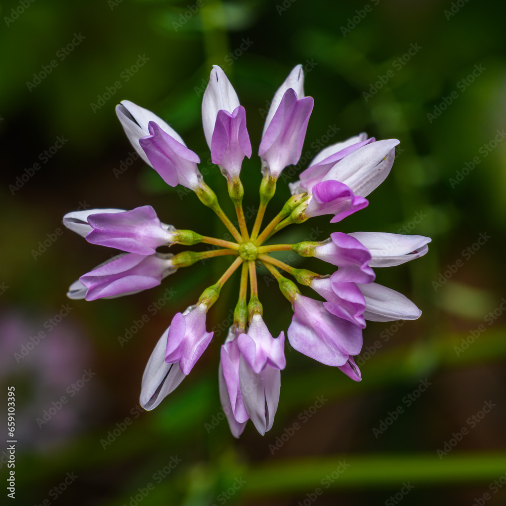 white pink flower of crownvetch alias purple crown vetch (Securigera varia or Coronilla varia)