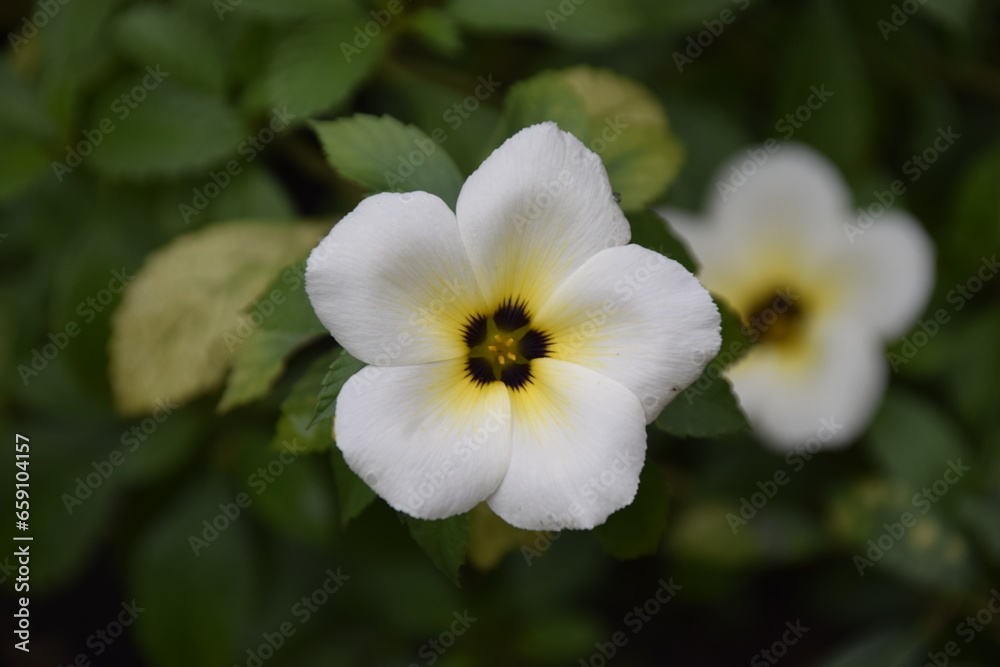 turnera subulata or what is called the eight o'clock flower turnera subulata or what is called the eight o'clock flower