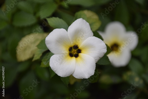 turnera subulata or what is called the eight o'clock flower