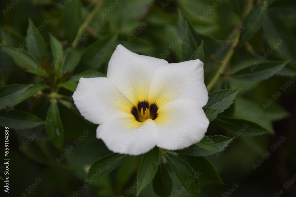 turnera subulata or what is called the eight o'clock flower turnera subulata or what is called the eight o'clock flower