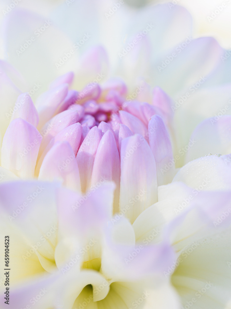 White-lilac delicate center of a dahlia flower close-up White-lilac delicate center of a dahlia flower close-up