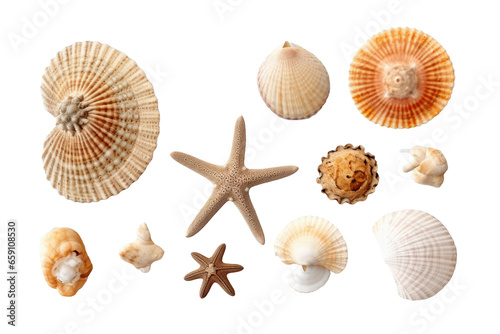 seashells, fossil coral, sand dollars, puka shells, a sea urchin, and a white starfish. Perfect for summer and vacation designs, isolated on a transparent background. design elements, top view / fla