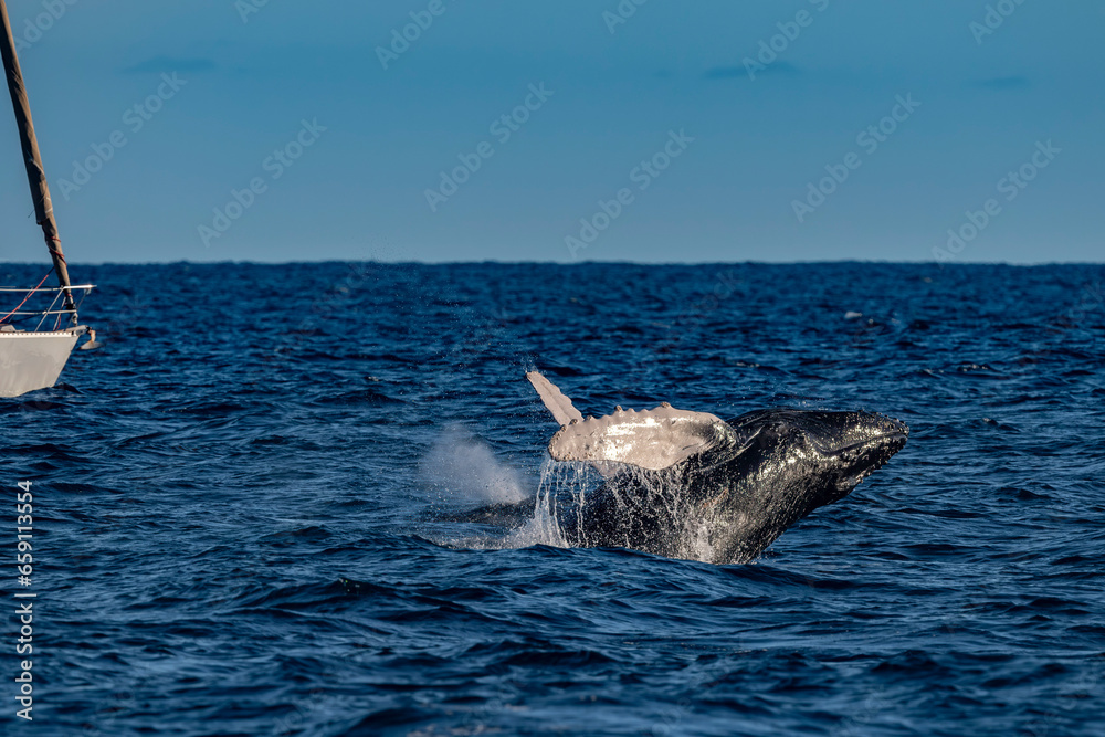 Fototapeta premium humpback whale breaching in pacific ocean background in cabo san lucas mexico baja california sur