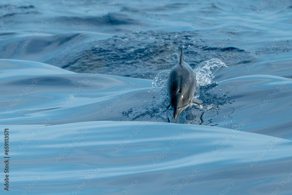Obraz premium striped dolphin jumping outside the sea