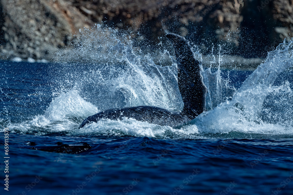 Fototapeta premium humpback whale breaching in pacific ocean background in cabo san lucas mexico baja california sur