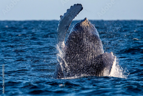 humpback whale breaching in pacific ocean background in cabo san lucas mexico baja california sur photo