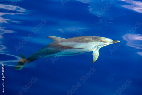 striped dolphin jumping outside the sea © Izanbar photos