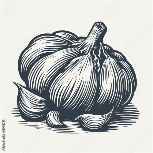 Garlic. Vintage woodcut engraving style vector illustration.
