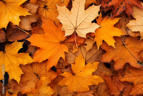 colorful autumn maple leave during fall season 