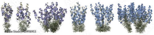 Consolida ajacis plant or rocket larkspur flowers with isolated on transparent background. PNG file, 3D rendering illustration, Clip art and cut out photo