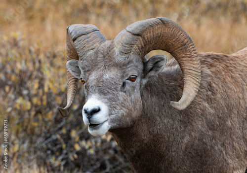 Close-up shot of a bighorn sheep in the Canadian Rockies © Louis