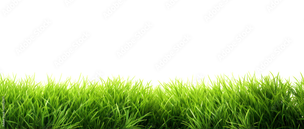 Lawn green grass isolated on white background - obrazy, fototapety, plakaty 
