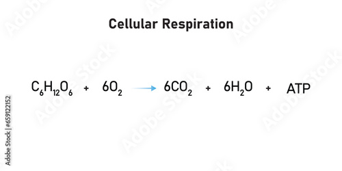 Cellular Respiration Equation Scientific Design. Vector Illustration.