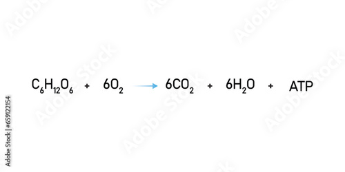 Cellular Respiration Equation Scientific Design. Vector Illustration.