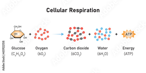 Cellular Respiration Equation Scientific Design. Vector Illustration.