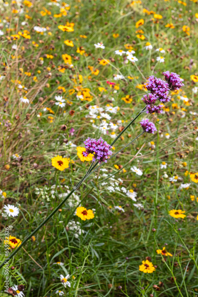 Colourful flowers blooming in a flowerbed in autumn