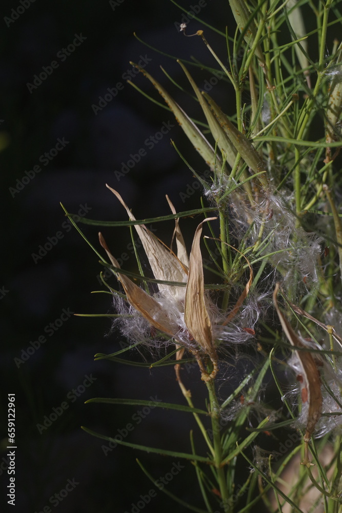 Obraz premium Grand Canyon from South Rim milkweed