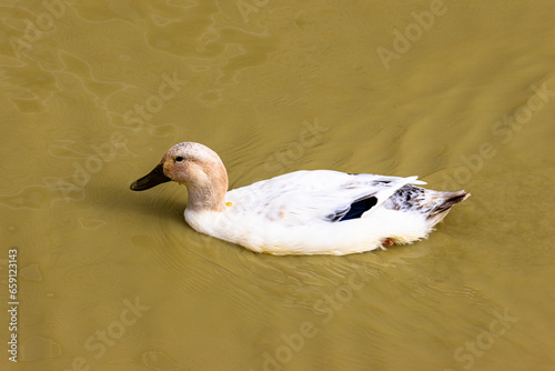 Eine weisse Ente schwimmt im Wasser photo