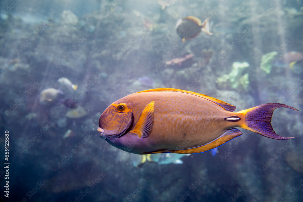 Eyestripe Surgeonfish Eyestripe Surgeonfish