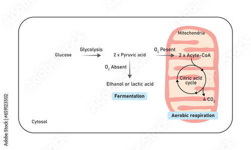 Aerobic and Anaerobic Respiration Scientific Design. Vector Illustration.