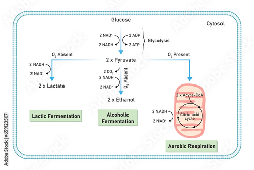 Aerobic and Anaerobic Respiration Scientific Design. Vector Illustration.