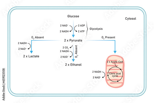 Aerobic and Anaerobic Respiration Scientific Design. Vector Illustration.