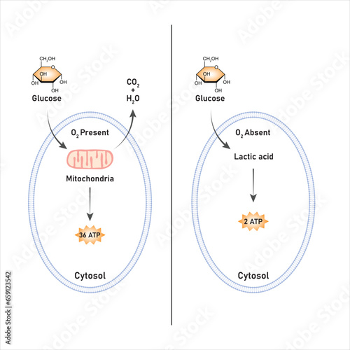 Aerobic and Anaerobic Respiration Scientific Design. Vector Illustration.