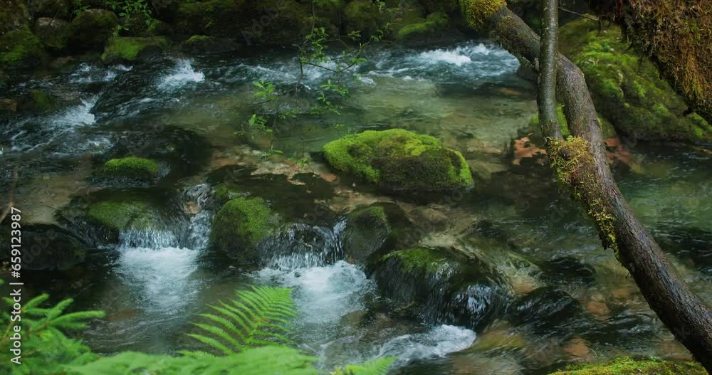 Foggy morning landscape over mountain stream with clear water in coniferous forest at rainy weather. Pine trees and river of Gollinger waterfall.