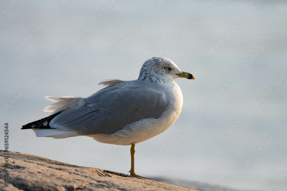Seagull by the sea with the vibrant colors of the sunset Seagull by the sea with the vibrant colors of the sunset