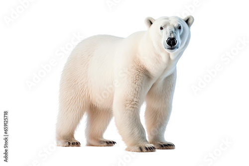 Polar Bear isolated on a transparent background. Animal right side portrait. 