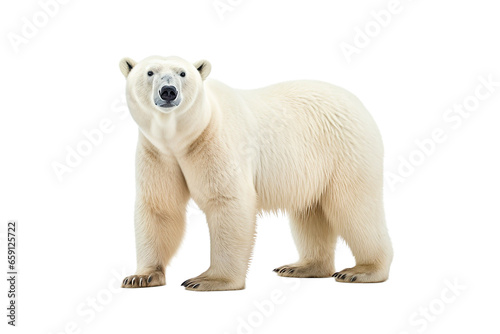 Polar Bear isolated on a transparent background. Animal left side portrait. 