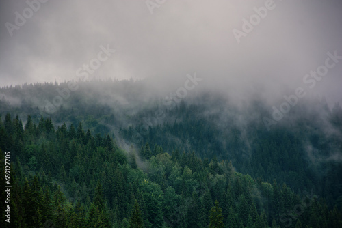 foggy landscape, dense spruce forest in retro style, copy space. High quality photo