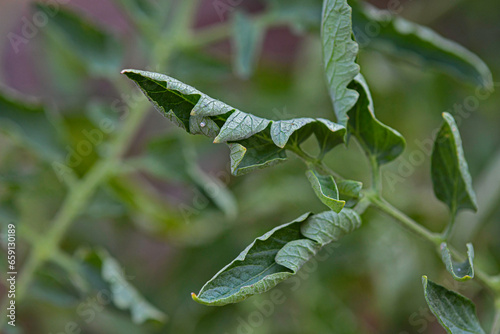 Close up example of leaf curling on a tomato plant