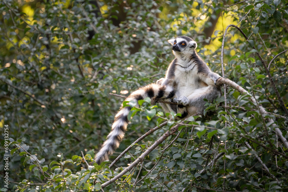 Obraz premium Perched high in the treetops, a Ring-Tailed Lemur surveys its surroundings with watchful eyes, epitomizing the natural curiosity and agility of these charismatic primates.
