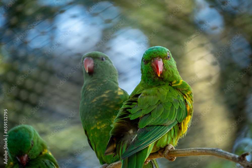 Lively Lorikeet birds adorn a zoo branch with their stunning, kaleidoscopic plumage, creating a captivating symphony of colors in their aviary haven.