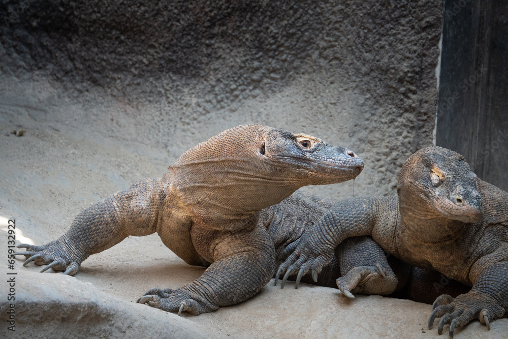In a fascinating encounter, two Komodo dragons share a moment in their zoo habitat, showcasing the awe-inspiring presence of these ancient and formidable reptiles.