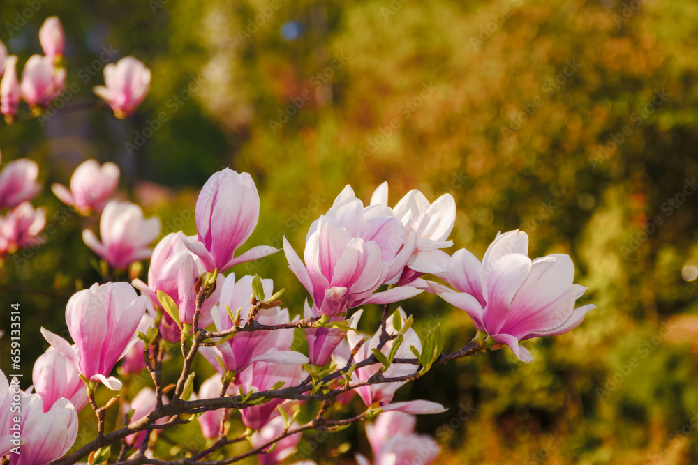 spring garden scenery with magnolia. romantic nature background on a sunny morning