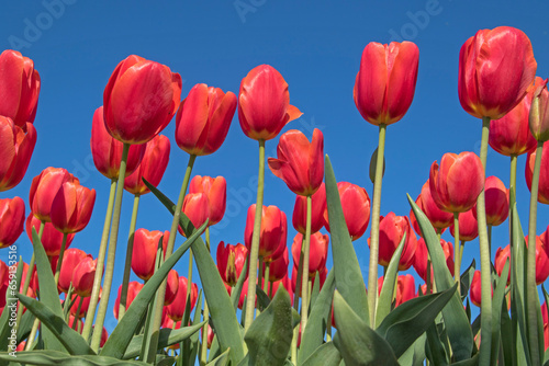 Red Tulip Flowers Blue Sky Photographed Low Point View